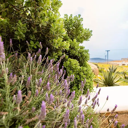 Opus Apartament Agios Stefanos Avliotes